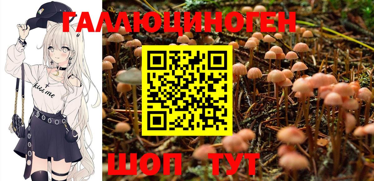 Псилоцибиновые грибы Psilocybine cubensis Бутурлиновка
